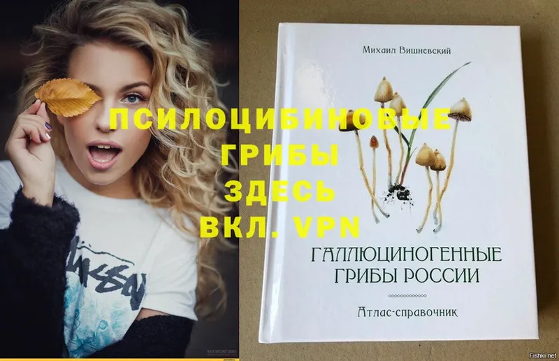 купить закладку  Луга  Псилоцибиновые грибы Psilocybe 